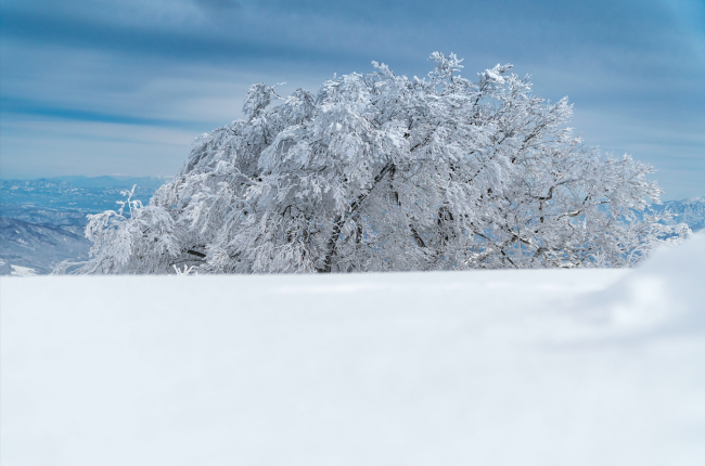 Nozawa Onsen Snow Report