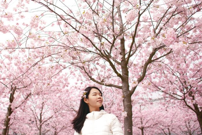 Tokyo Weather: from Spring Cherry Blossoms in March to November