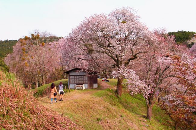 Skiing Japan with Kids