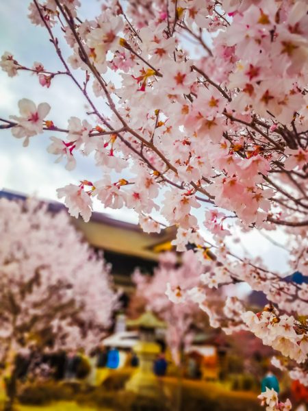 Nozawa Onsen spring