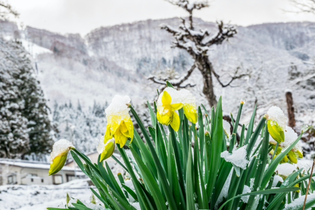 Nozawa Onsen spring