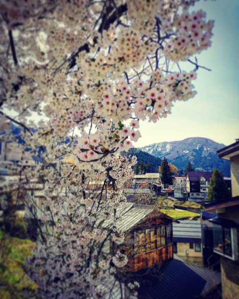 Flowers Japan Nozawa Nagano 