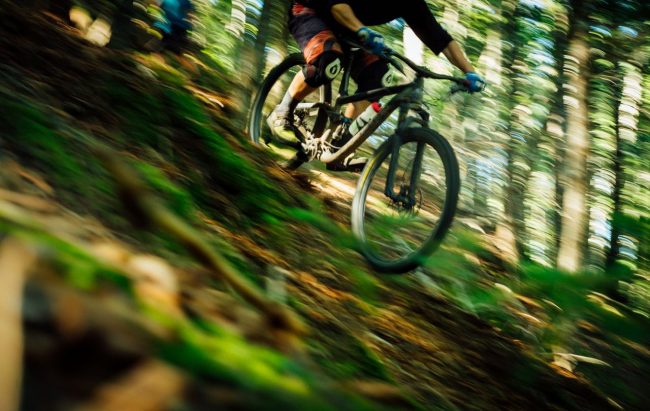 Single trail forest tracks Nozawa Onsen