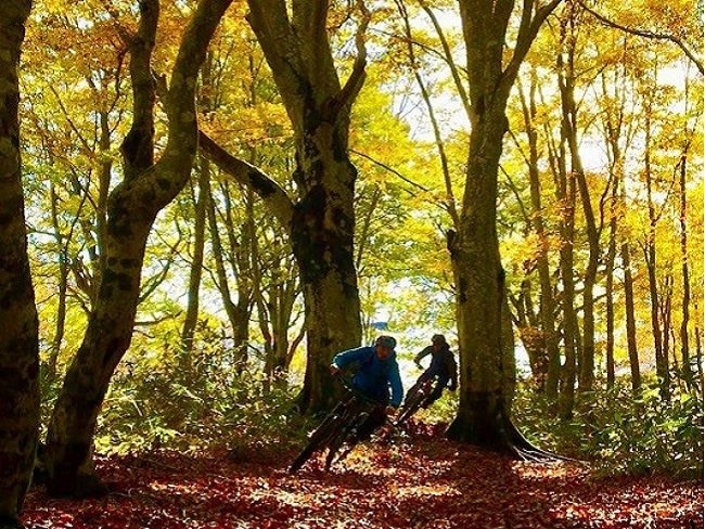 Mountain Bike forest tracks Fall colours Nozawa Onsen