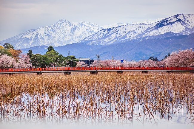 Ski Nozawa Onsen, Cherry Blossoms Japan