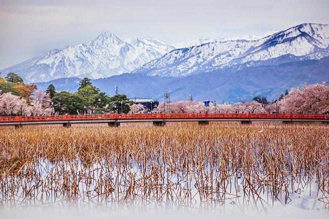 Cherry Blossoms in Nozawa Onsen Japan