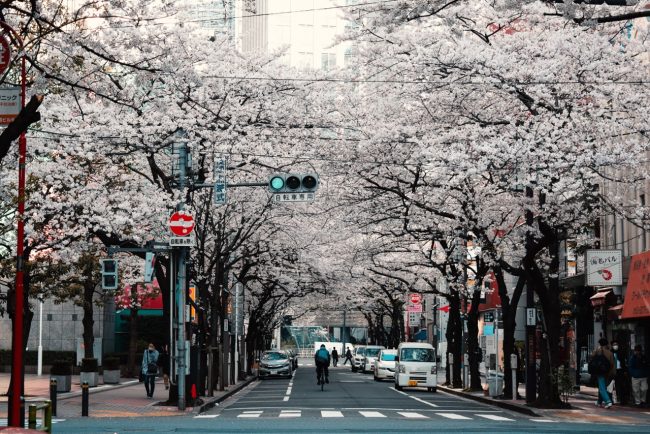 Cherry Blossoms Nozawa 2020