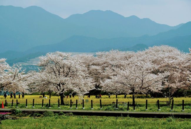 Cherry Blossoms Nozawa Onsen