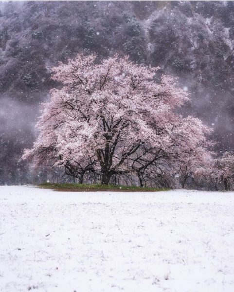 Tokyo Snow Cherry Blossoms 