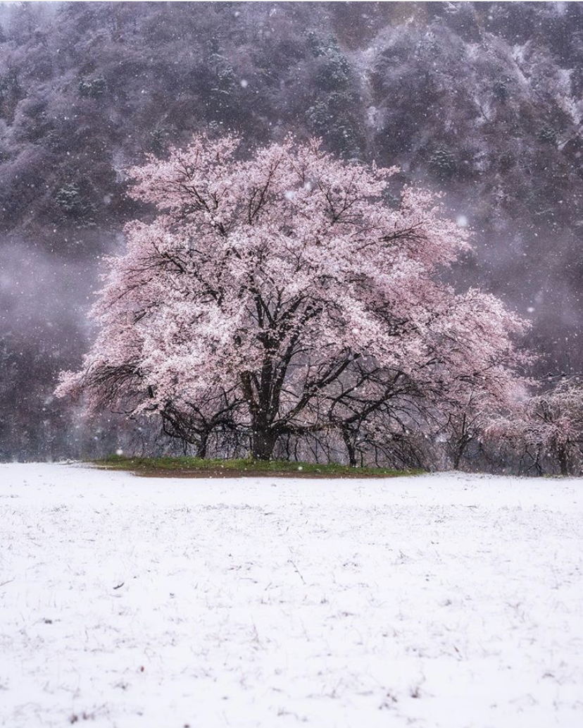 Tokyo Snow Cherry Blossoms