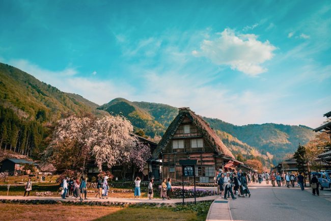 Cherry Blossoms Nozawa Japan 