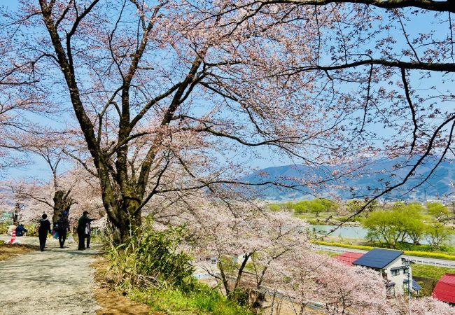 Best Place Cherry Blossom Nozawa Onsen 