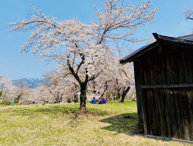 Best Place Cherry Blossom Nozawa Onsen