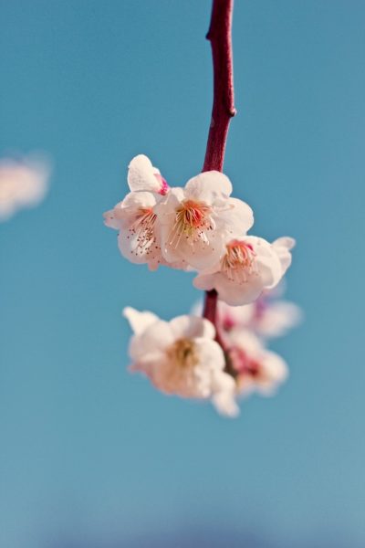 Best Place Cherry Blossom Nozawa Onsen