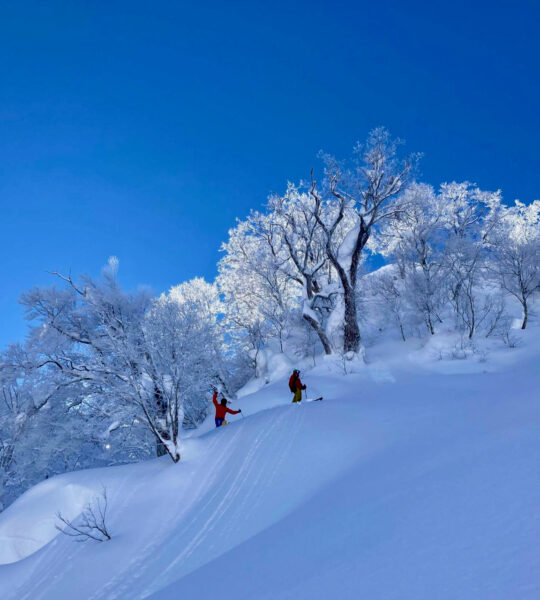 Powder Snow Nozawa Japan