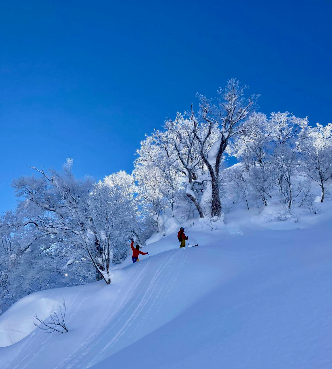 Powder Snow Nozawa Japan 