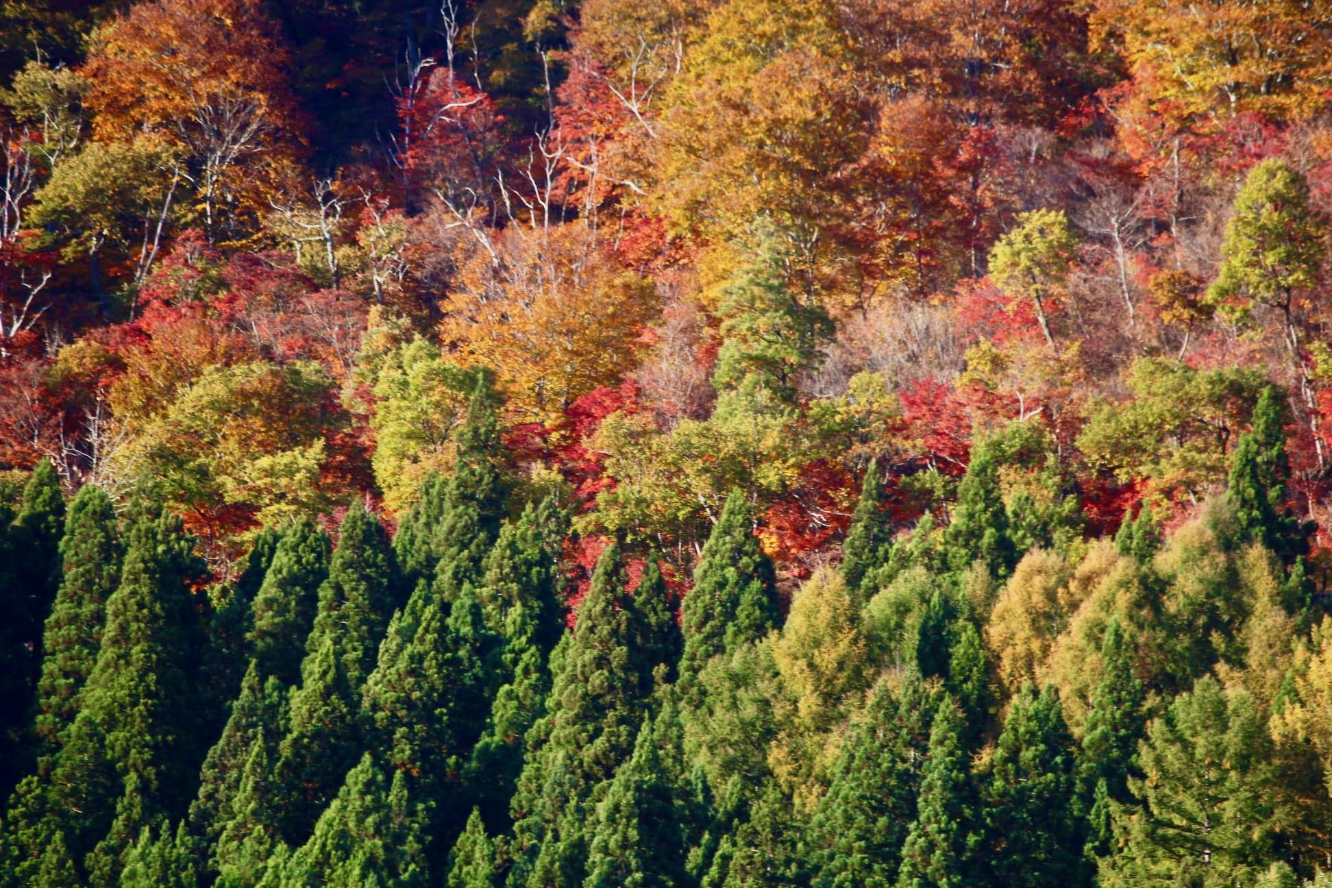 Autumn Yoga Retreat Japan