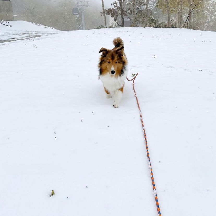 First Snow Nozawa 2022