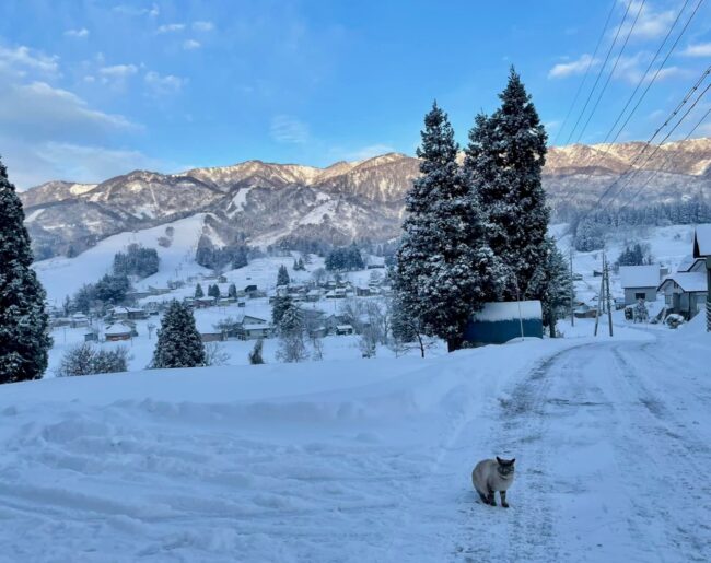 Christmas Booking Nozawa Onsen