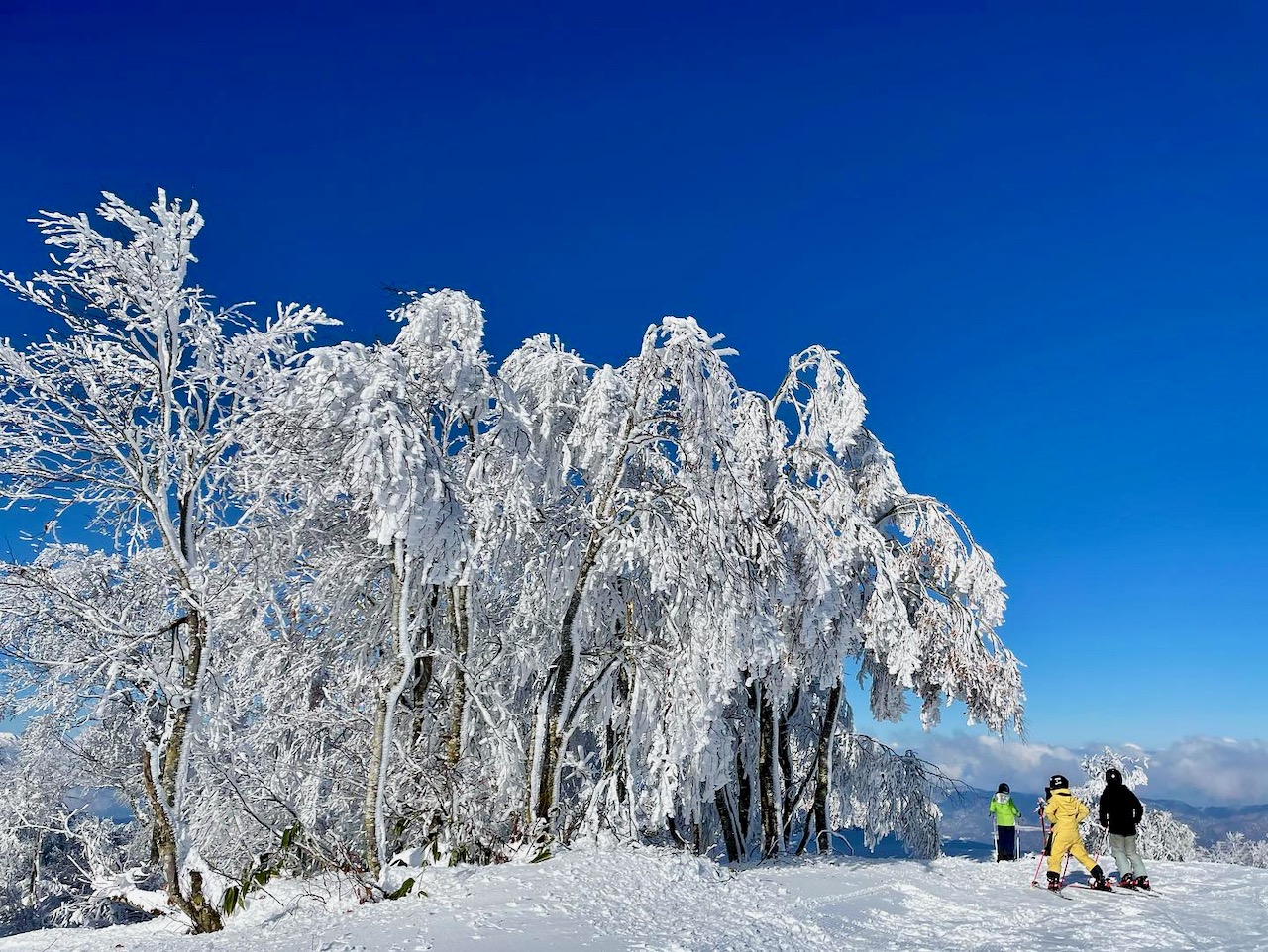 Bars Opening Nozawa Onsen 