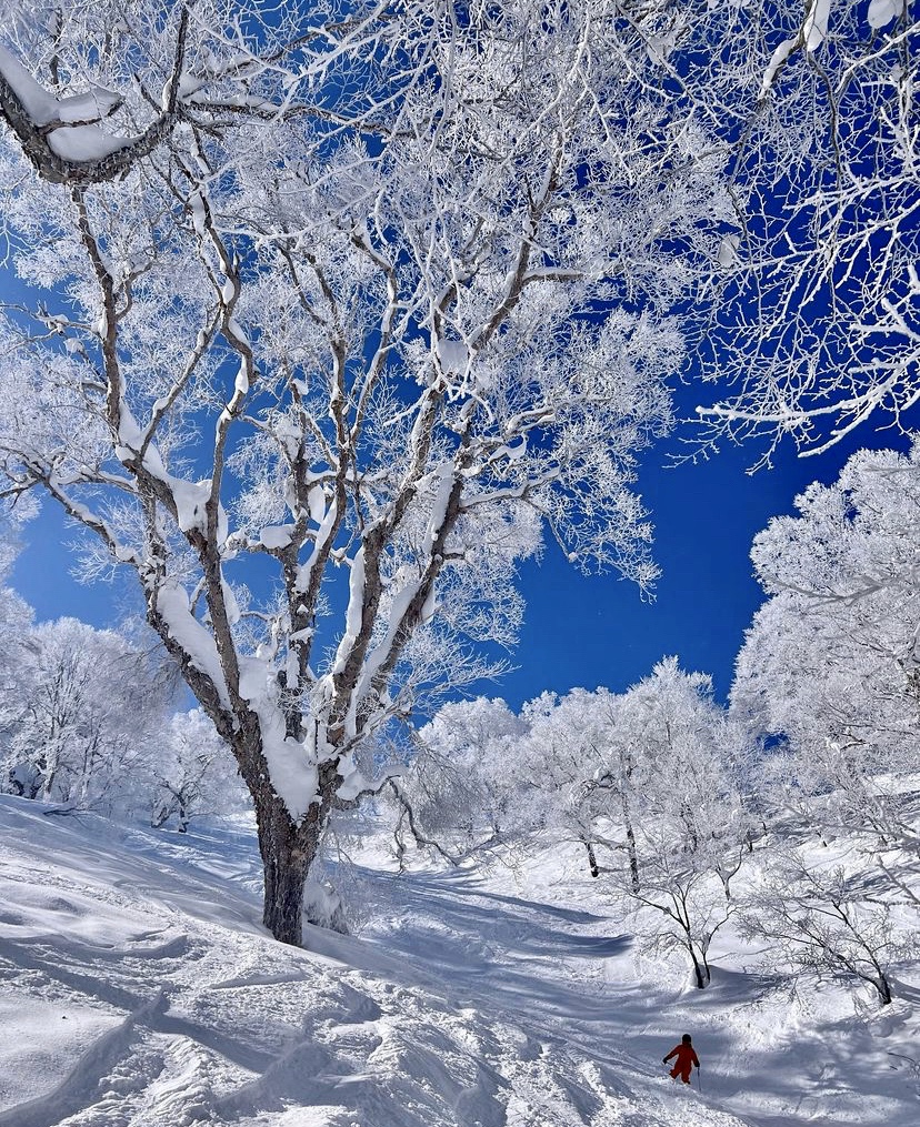 Specials Spring Skiing Japan