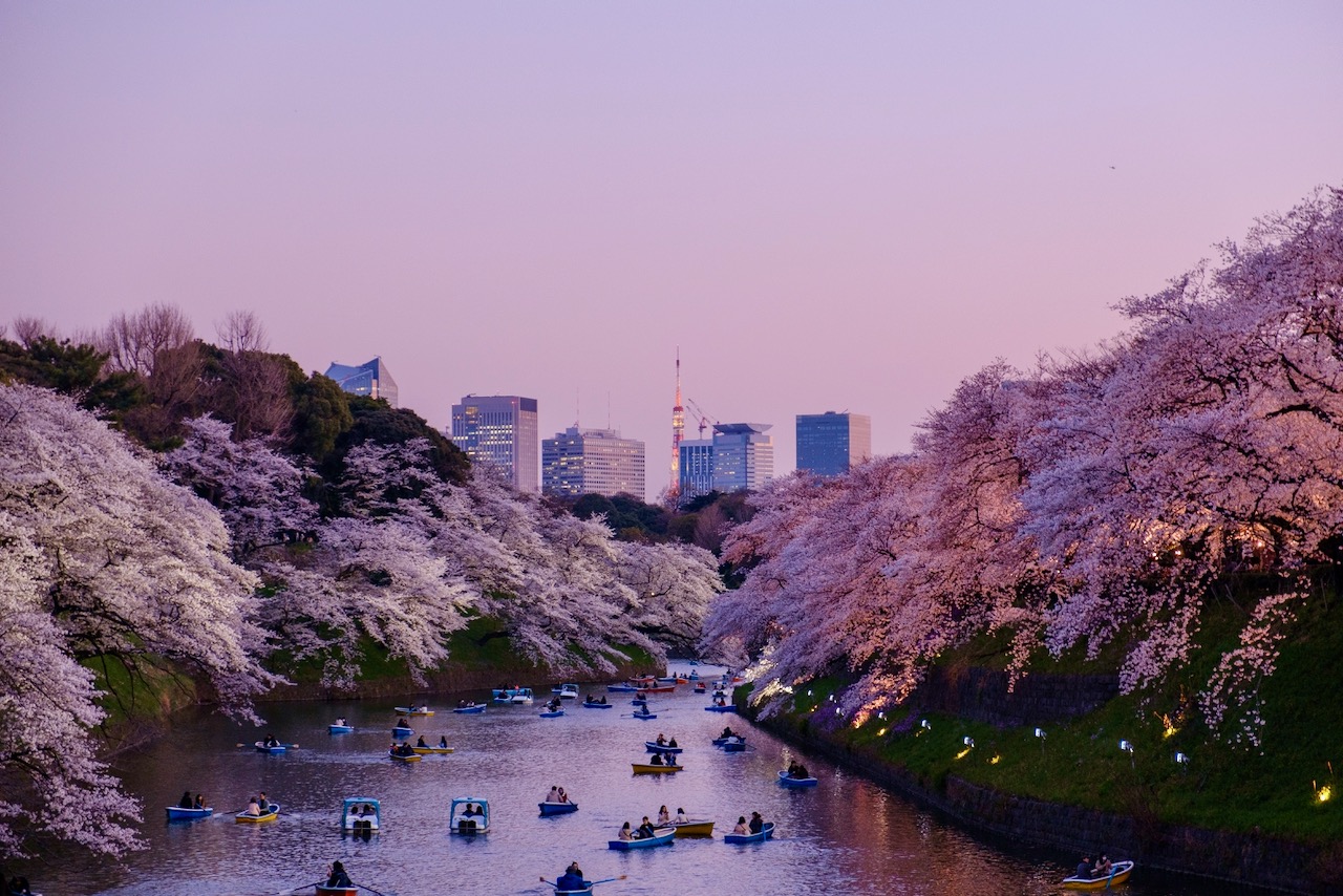 Japan Ski Cherry Blossoms