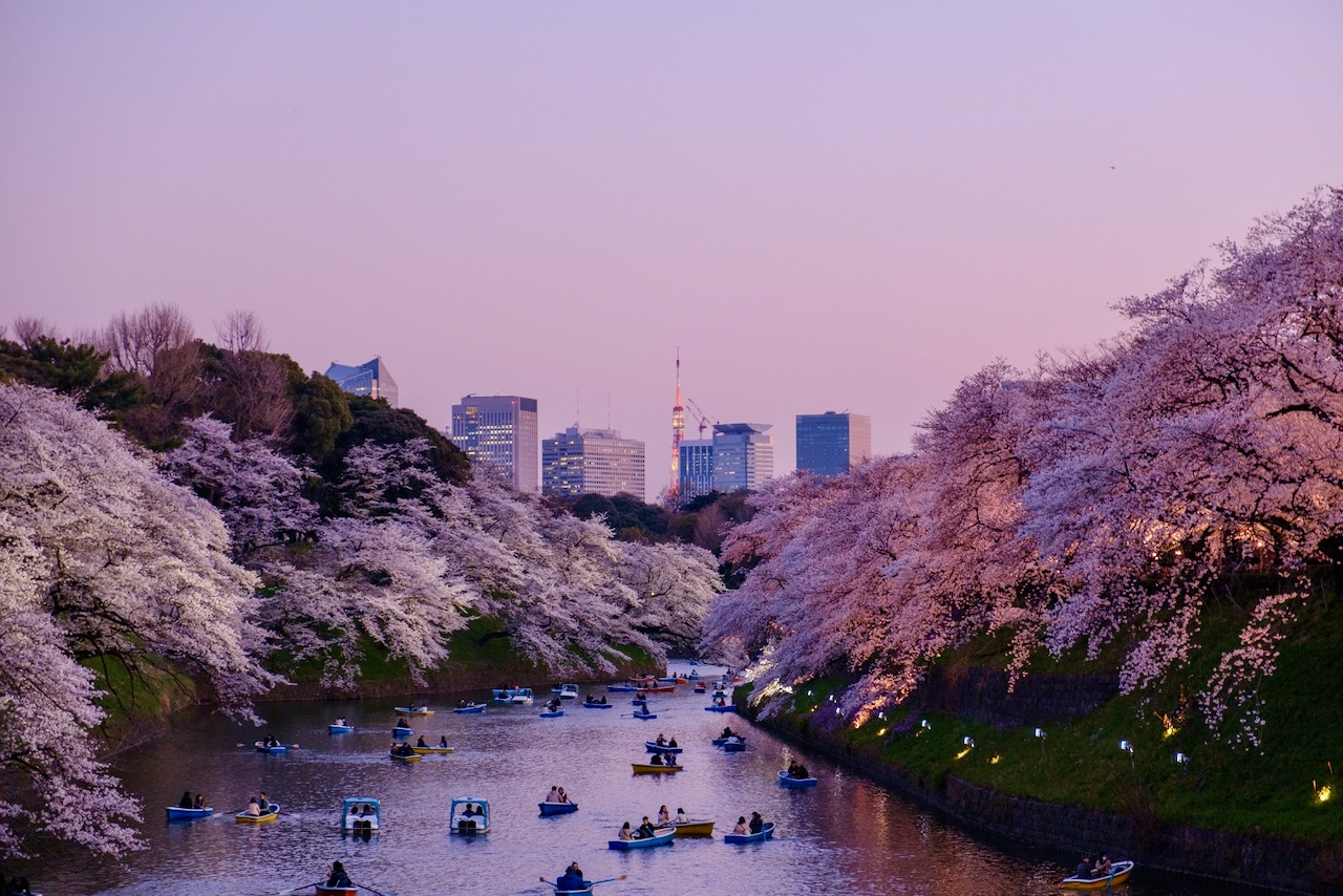 Japan Ski Cherry Blossoms Nozawa Holidays