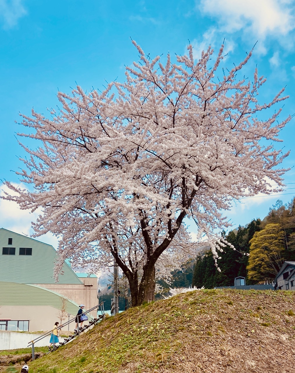 Sakura Cherry Blossoms Nozawa
