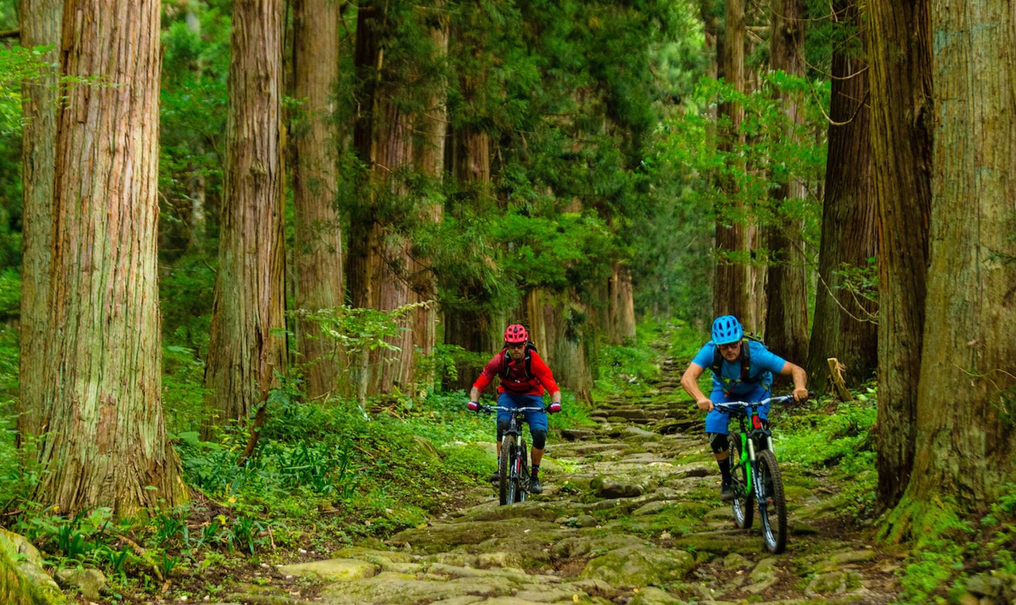 Mountain Bike Season Nozawa