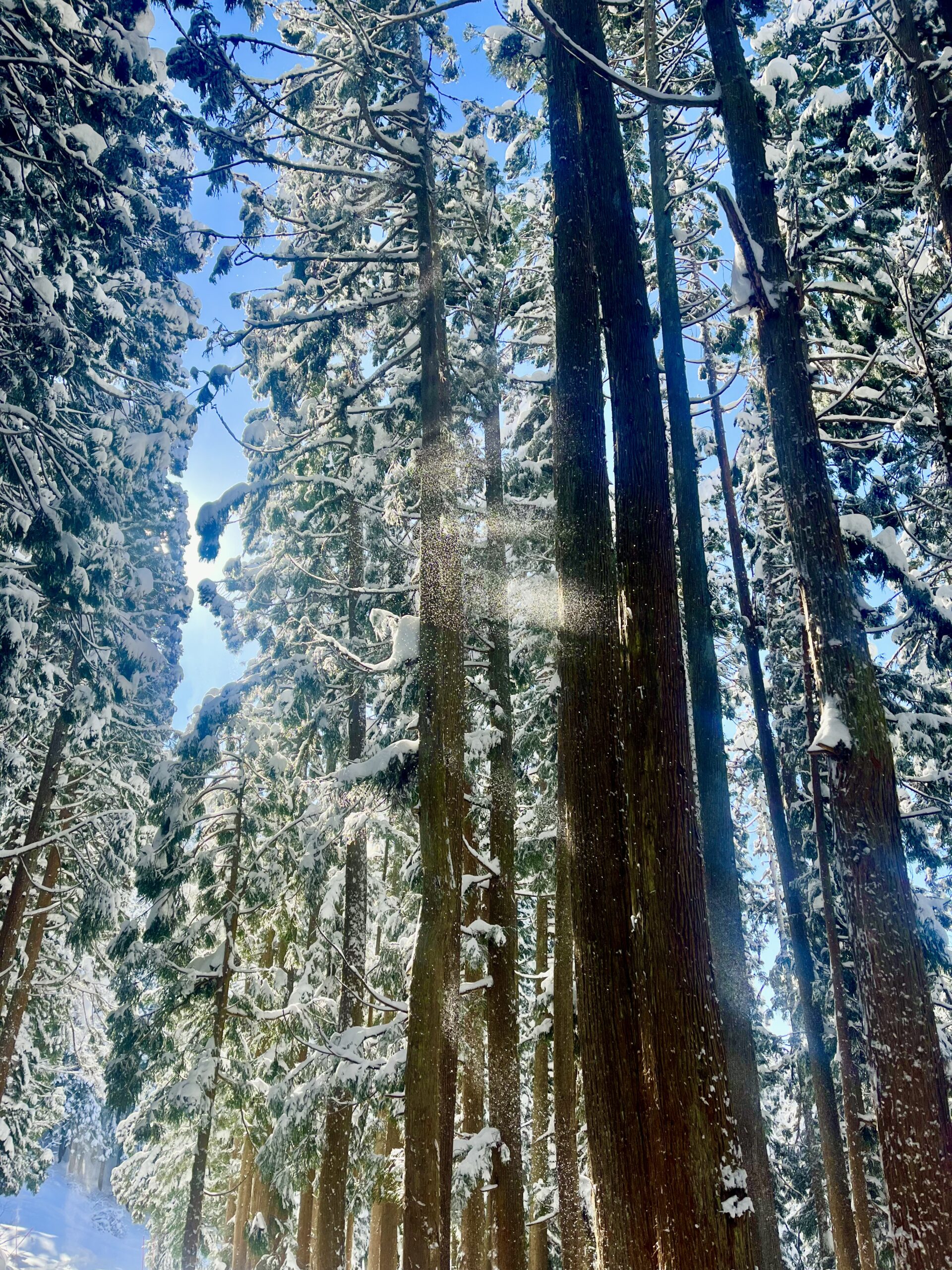 Spring like days Nozawa