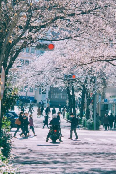 Ski Cherry Blossoms Japan