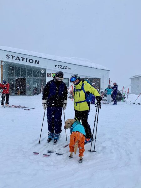 Dogs Ski Nozawa Japan