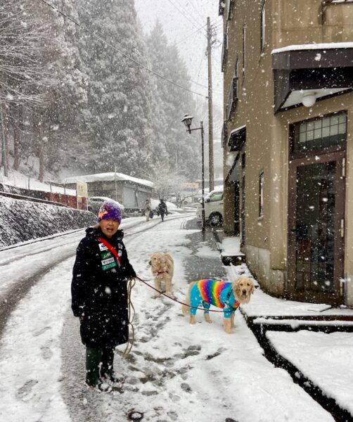 Dogs Ski Nozawa Japan 