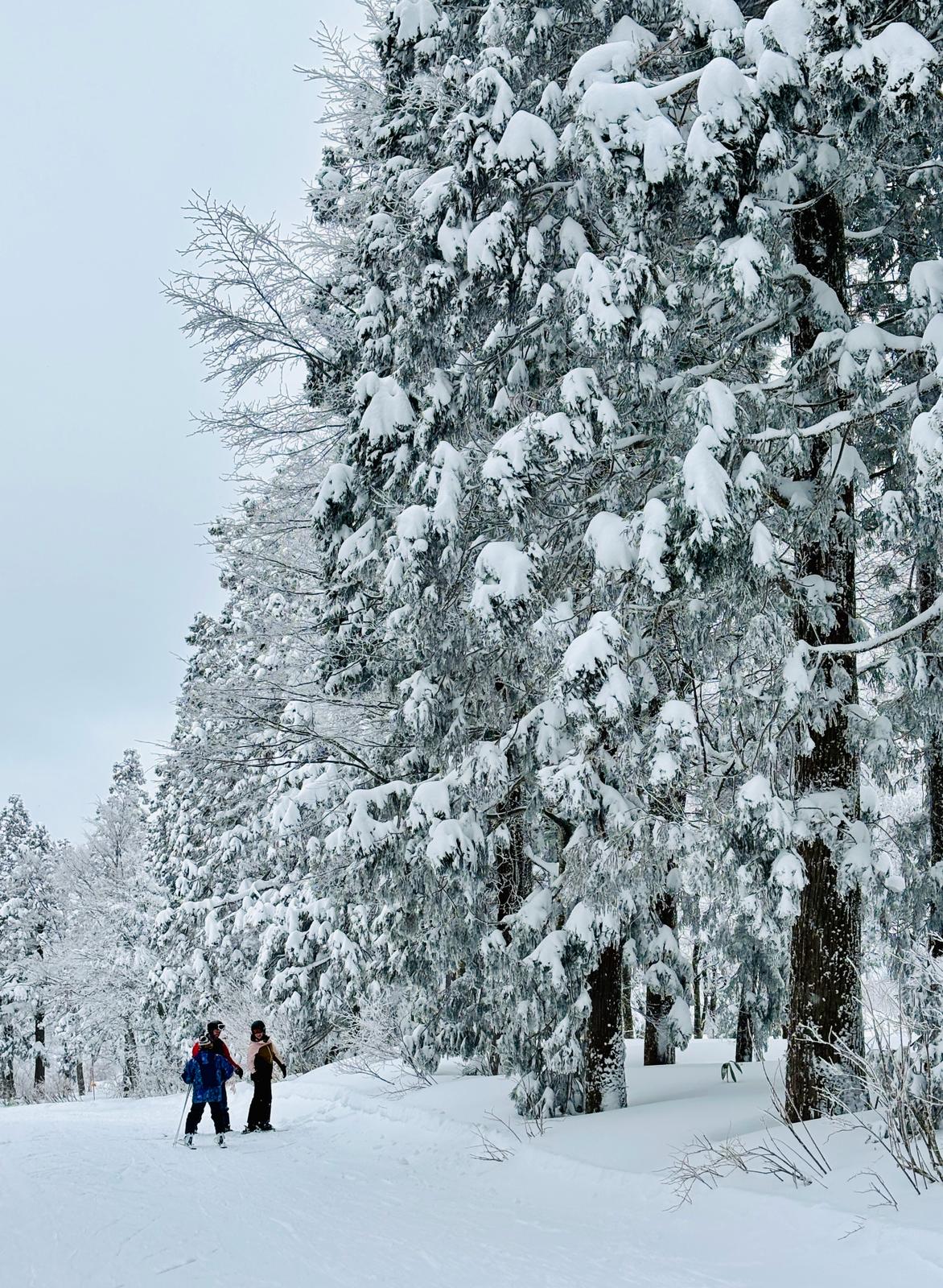 Carving through freshly groomed slopes of Nozawa Onsen Ski Resort