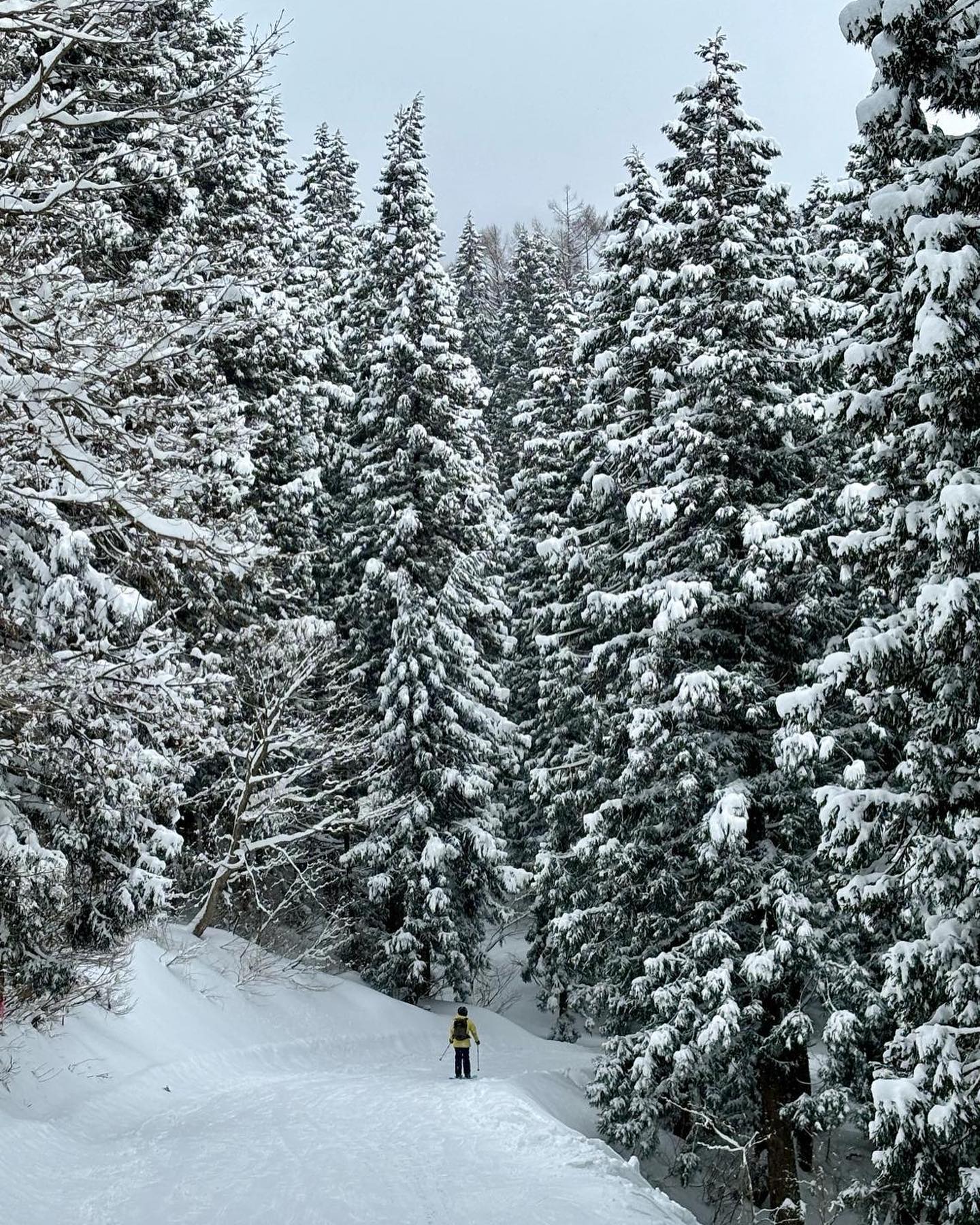 Carving through the slopes deep in the forest surrounded by tall trees