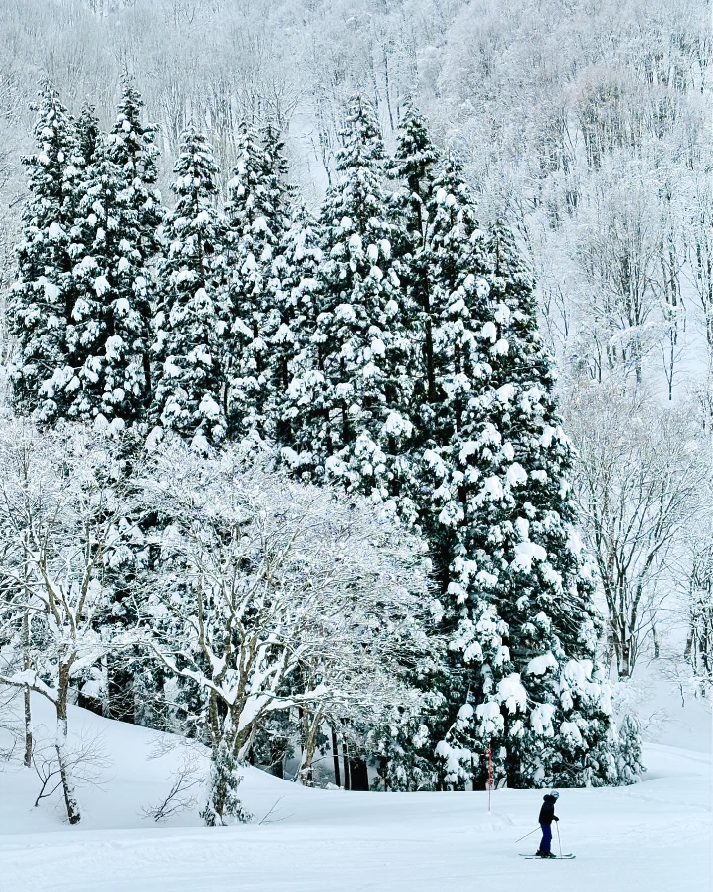 Tall trees of Mt. Kenashi covered in fresh powder