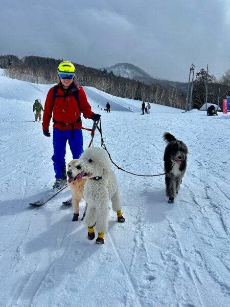 puppies skiing in nozawa