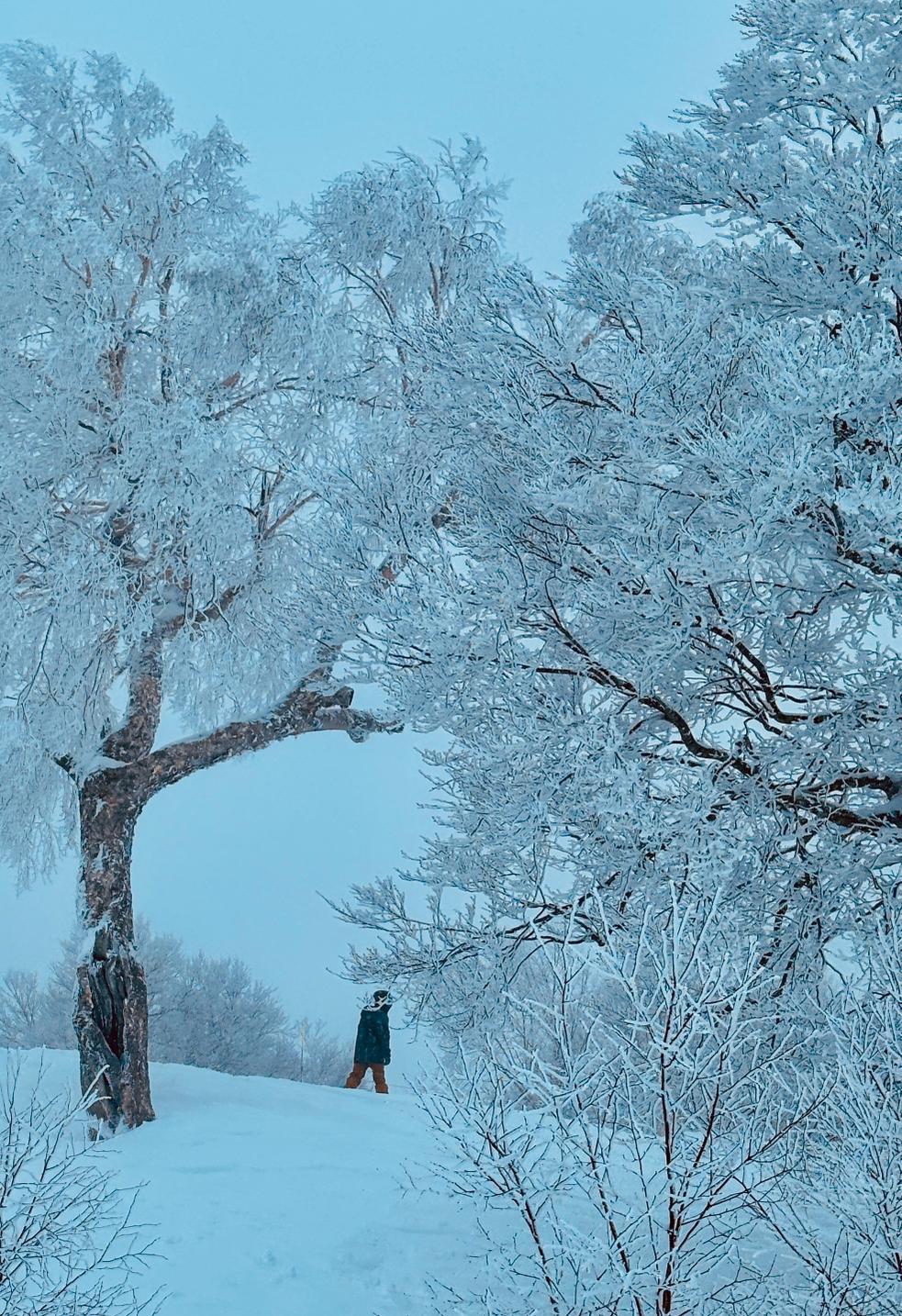 snowboarder in snowy trees