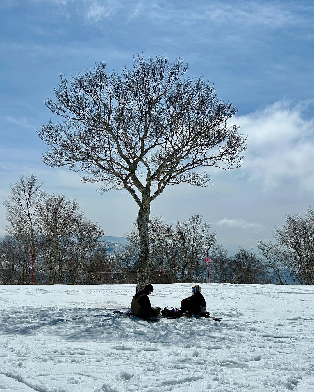 under the tree at the top of the mountain in nozawa