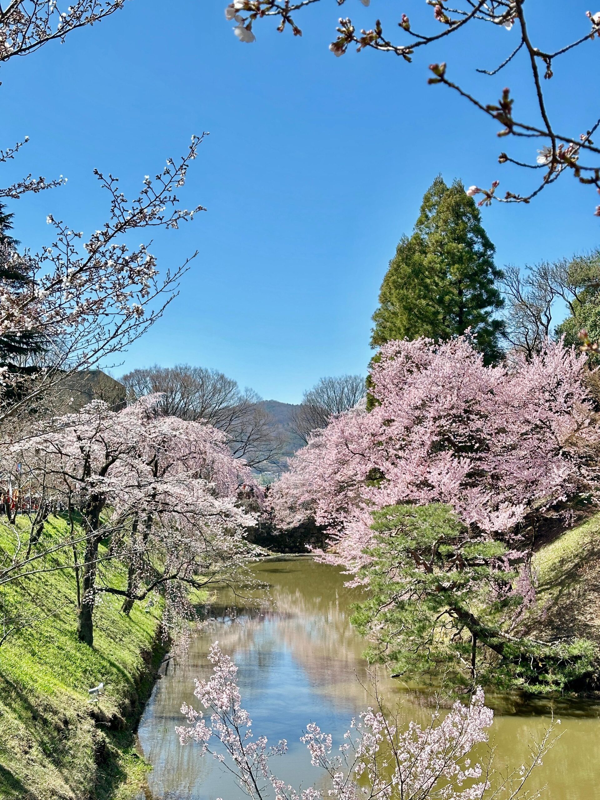 Sakura in Ueda 
