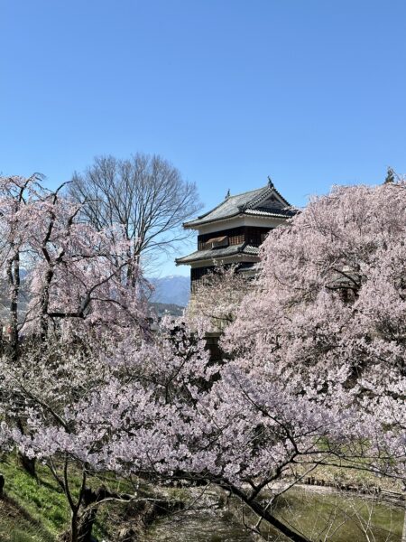 Sakura in Ueda