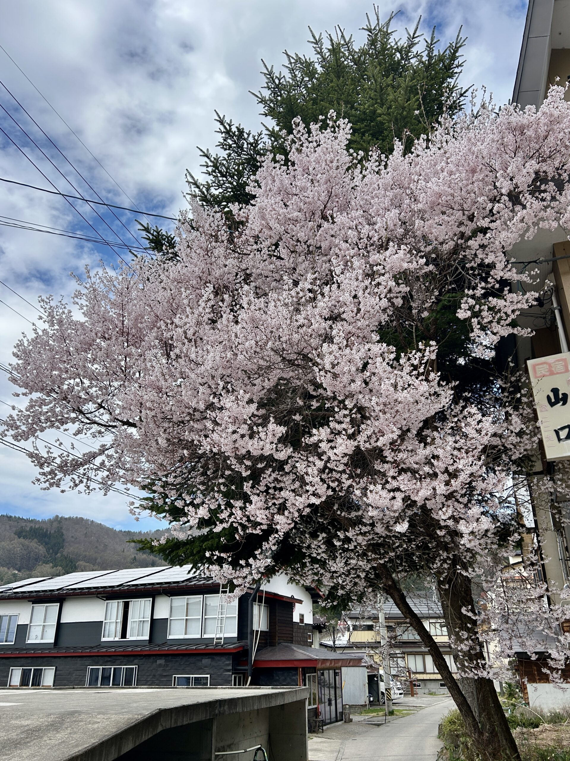 Blossoming cherry trees made the environments look colourful 