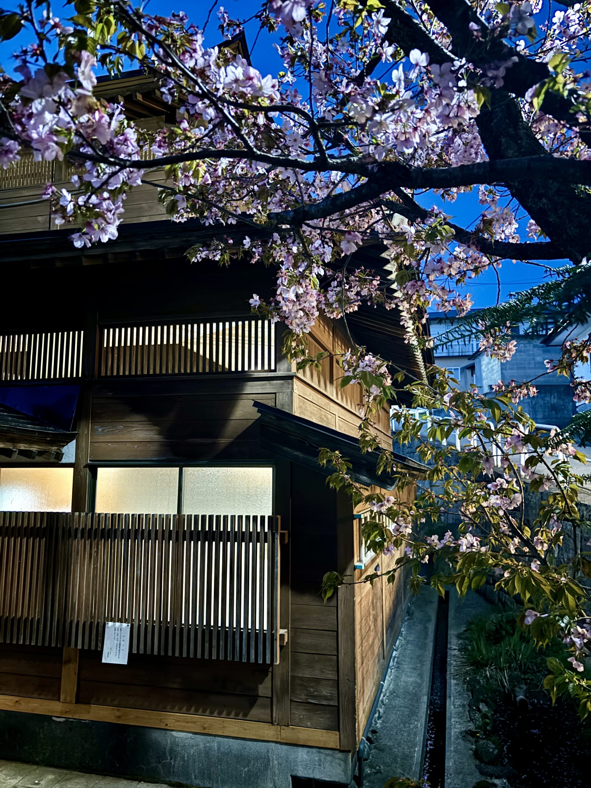Cherry Blossoms and steaming onsens in the evenings