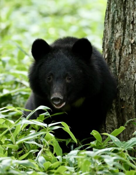 Local bears coming out after the winter and roaming the wilderness of Nozawa Onsen
