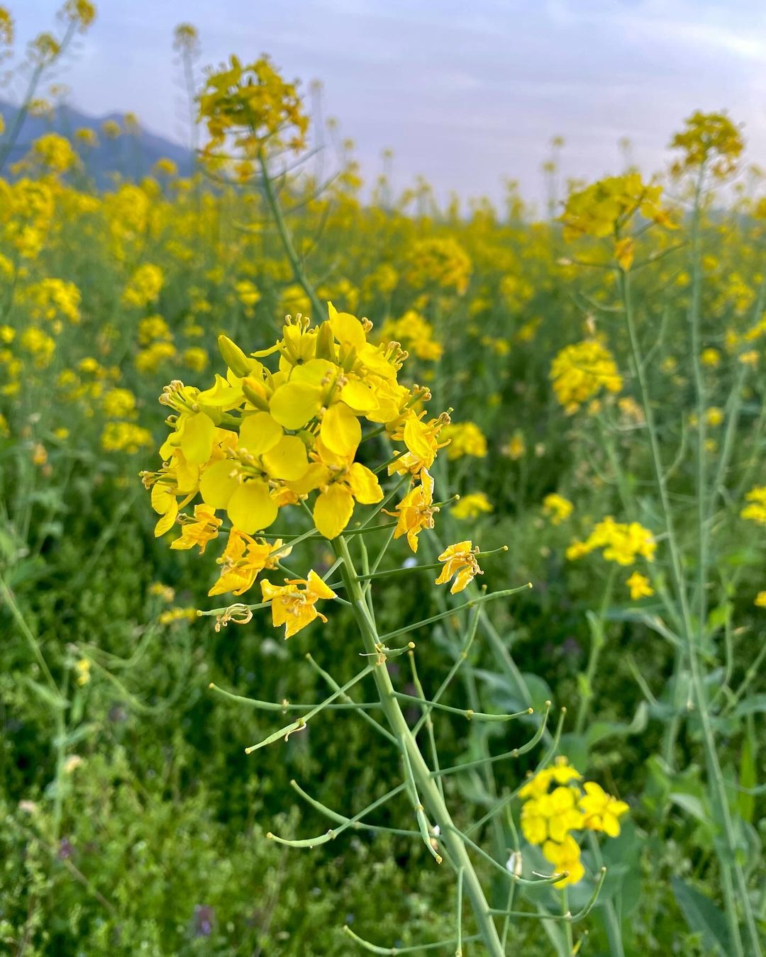 Colourful fields spread with flowers between Nozawa and Nagano city 