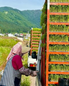 Rice planting