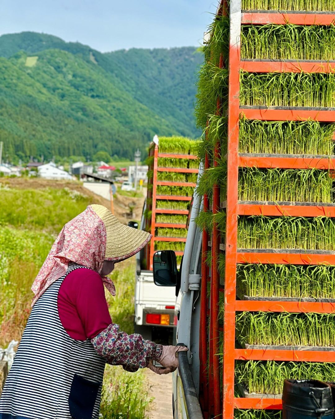 Rice planting