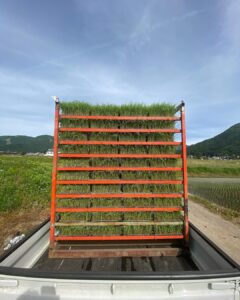 Rice production has began!
