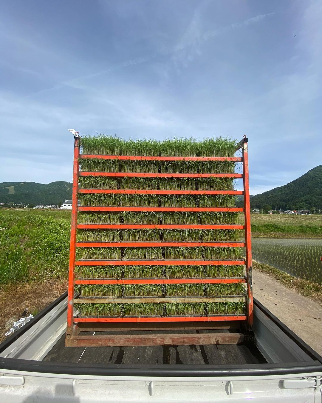 Rice production has began! 