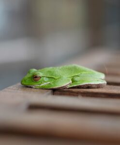 Nozawa Onsen is filled with exotic looking species that appear not only outside in nature but also in and around town!